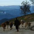 Kırk – 2. Bölüm - Köy yolunda en düşük viteste ilerlerken camları sonuna kadar indirdi. İnsanın doğa özleminin kaynağını düşündü. Bir yandan tabiatı doğal yaşamı...